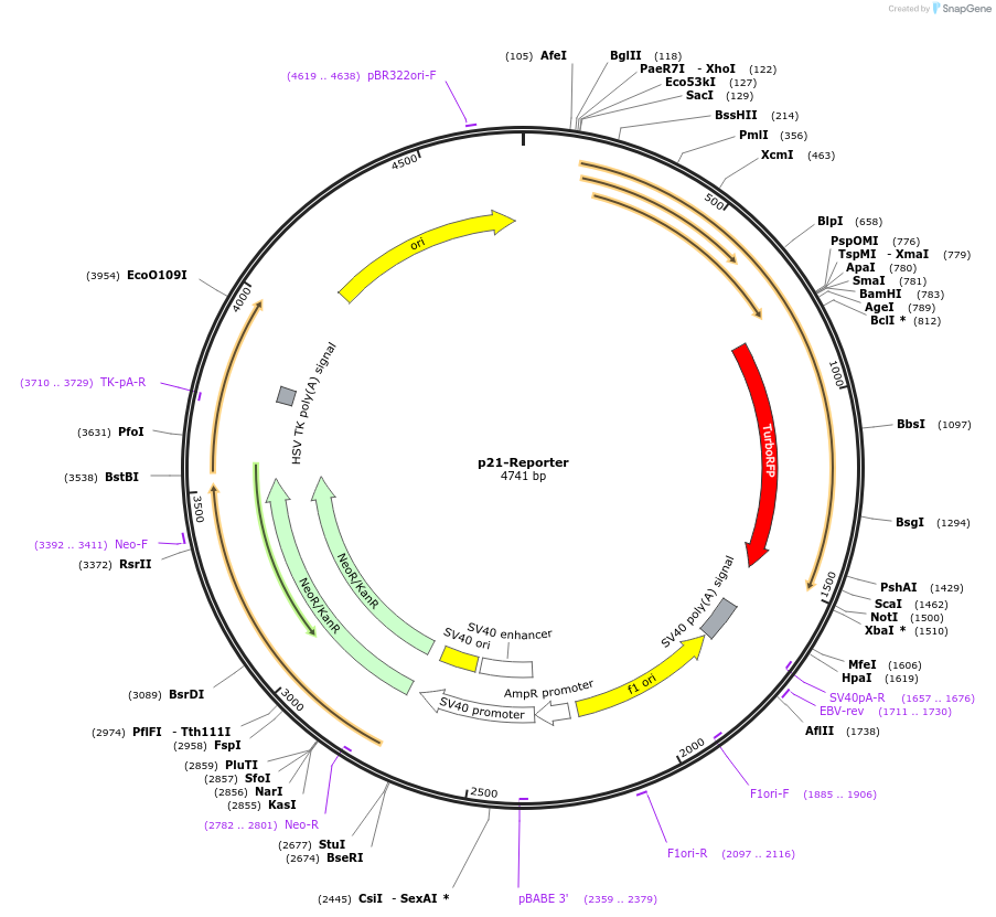 52432-plasmid-map-sequence-id-327037