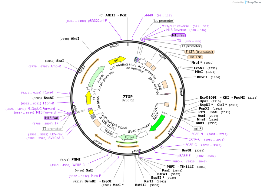 24305-plasmid-map-sequence-id-327066