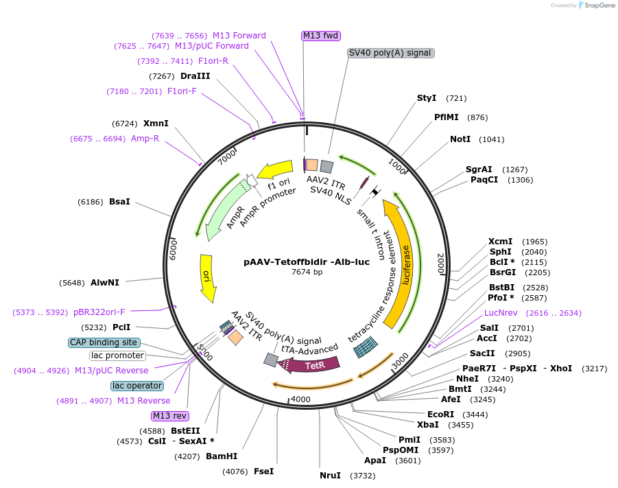 164078-plasmid-map-sequence-id-327067