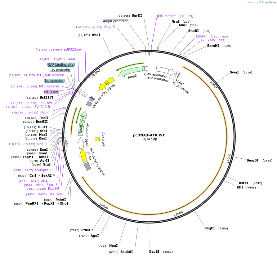 31611-plasmid-map-sequence-id-327069