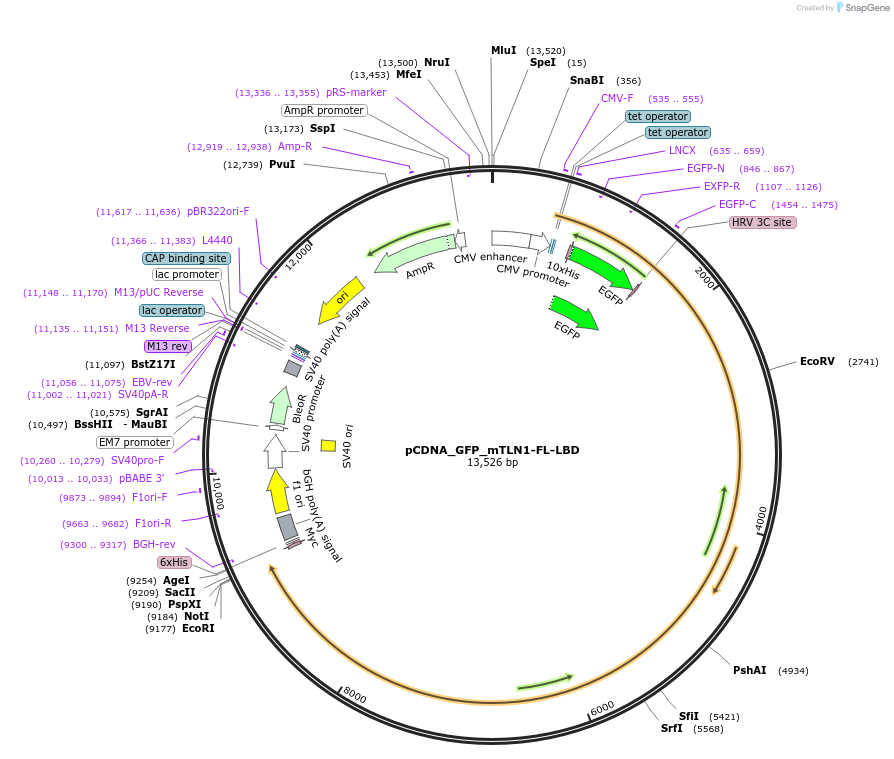 164839-plasmid-map-sequence-id-327071