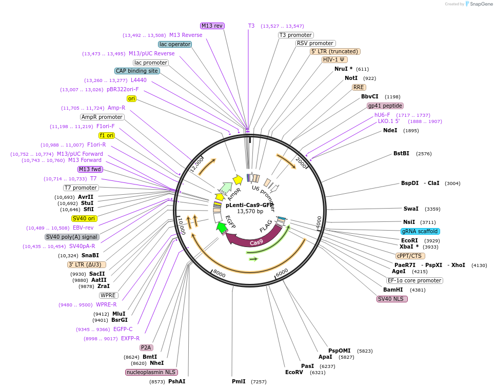 86145-plasmid-map-sequence-id-327072
