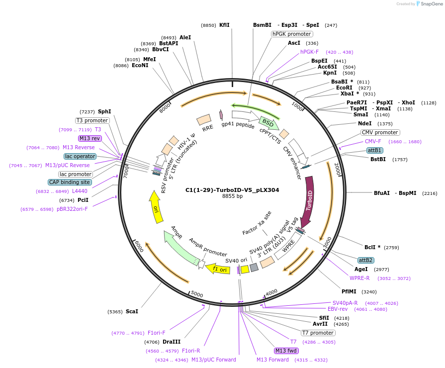 107175-plasmid-map-sequence-id-327073
