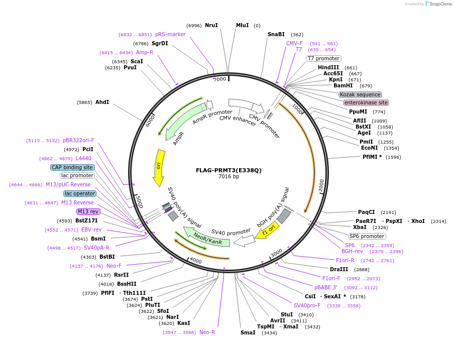 164696-plasmid-map-sequence-id-327074