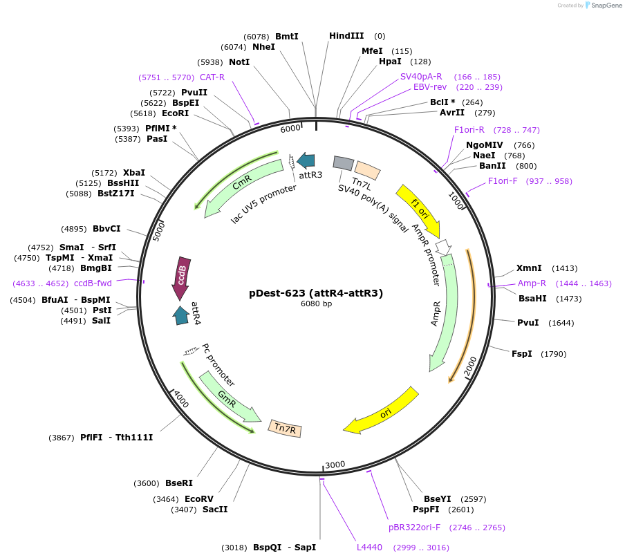 161878-plasmid-map-sequence-id-327081