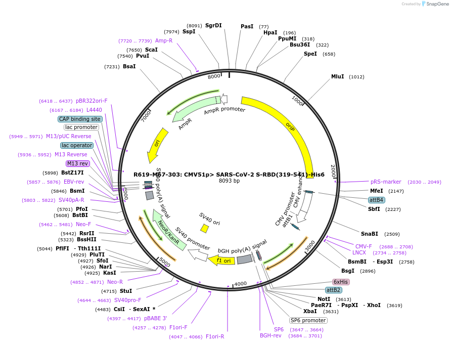 166018-plasmid-map-sequence-id-327083
