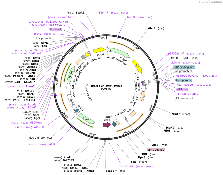 161886-plasmid-map-sequence-id-327086