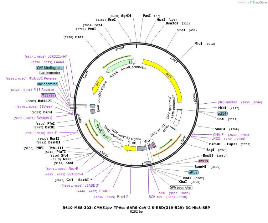 166019-plasmid-map-sequence-id-327088