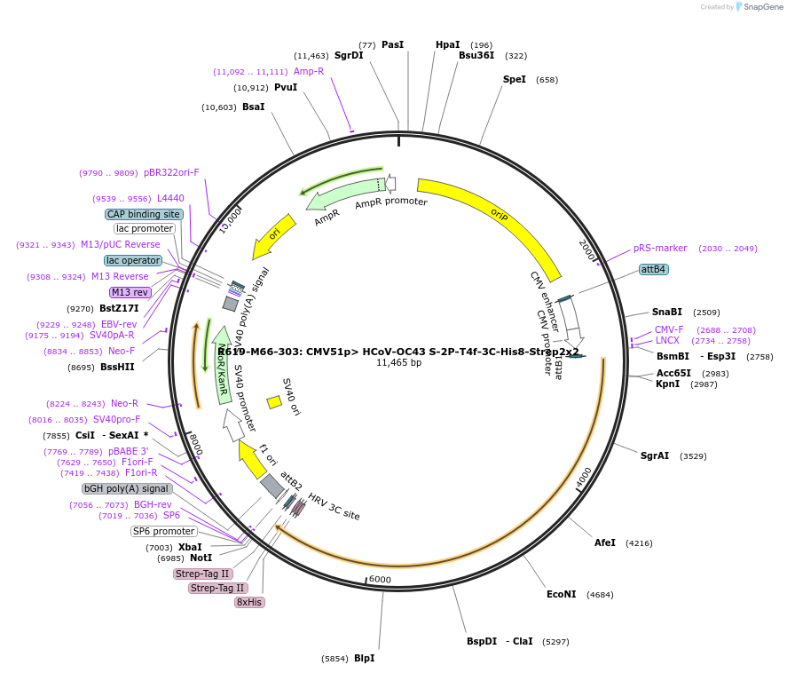 166015-plasmid-map-sequence-id-327089