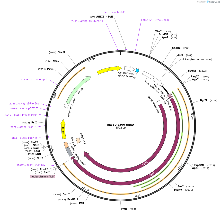165591-plasmid-map-sequence-id-327134