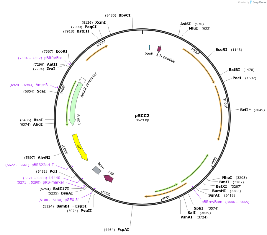 39993-plasmid-map-sequence-id-327139