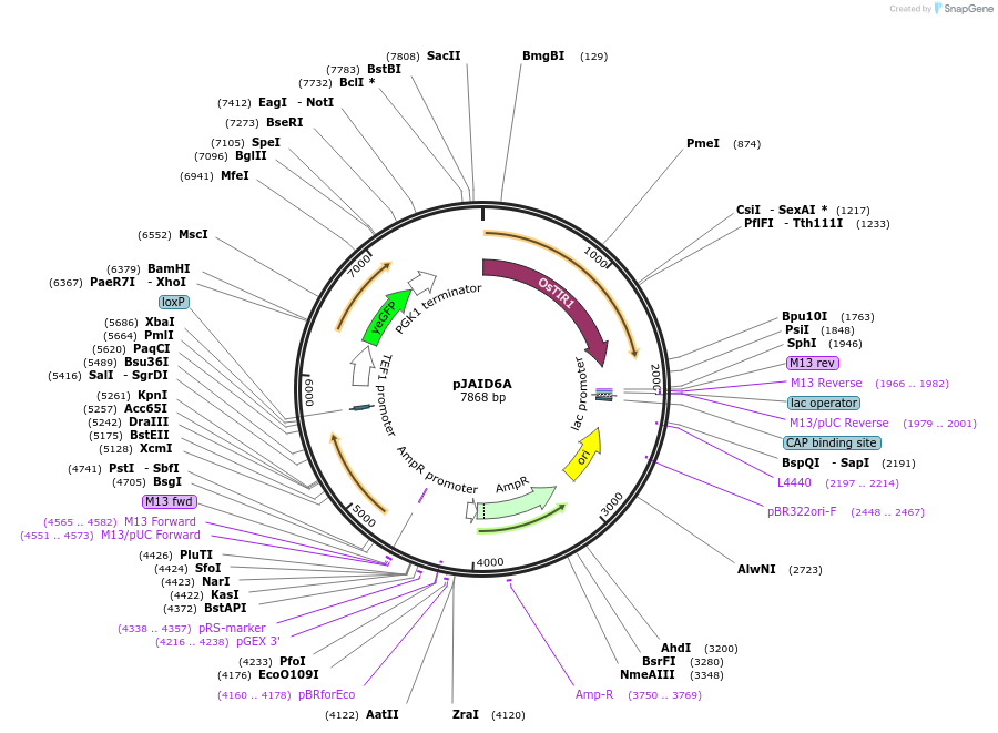 165046-plasmid-map-sequence-id-327146