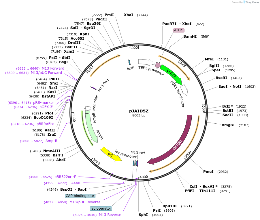 165047-plasmid-map-sequence-id-327147