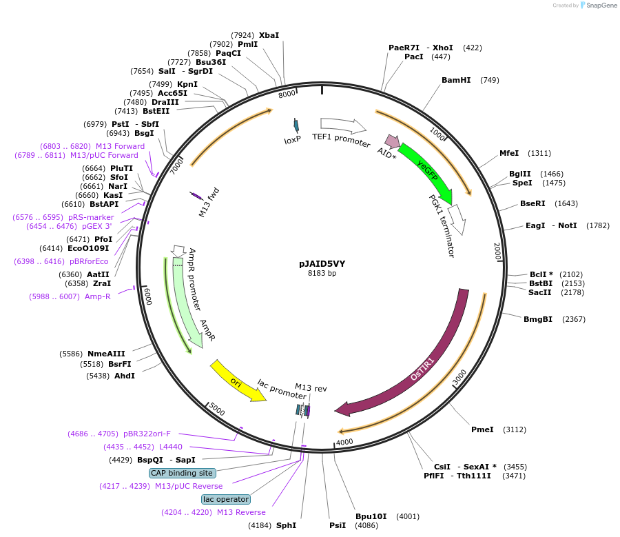 165048-plasmid-map-sequence-id-327148