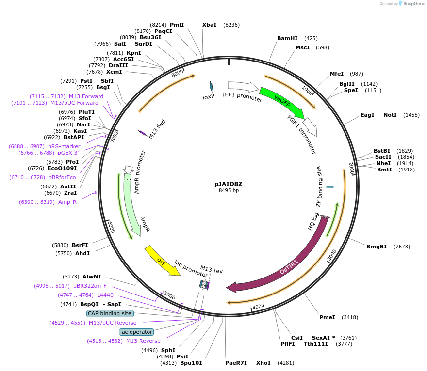 165053-plasmid-map-sequence-id-327150