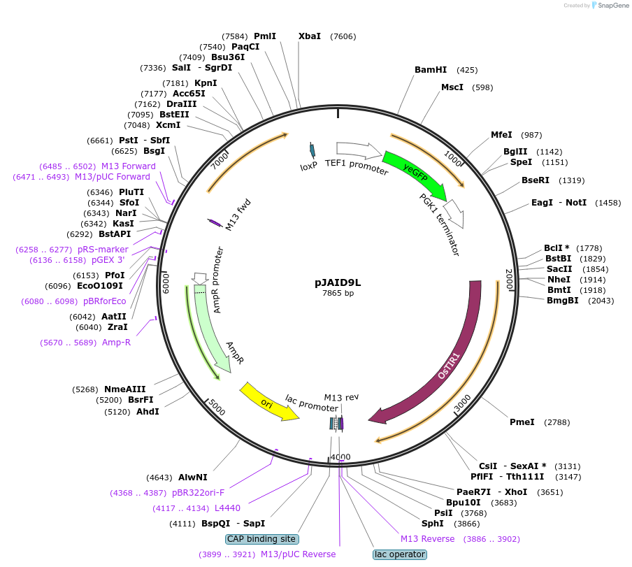 165052-plasmid-map-sequence-id-327152