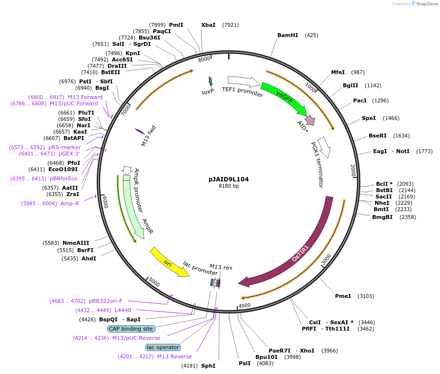 165054-plasmid-map-sequence-id-327153