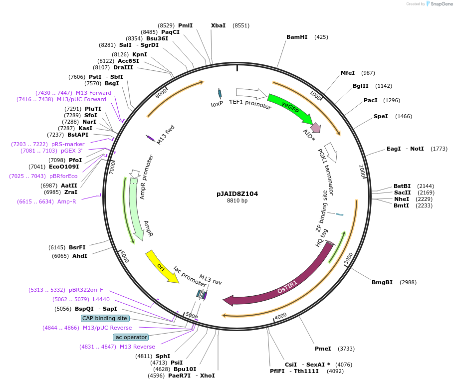 165056-plasmid-map-sequence-id-327155