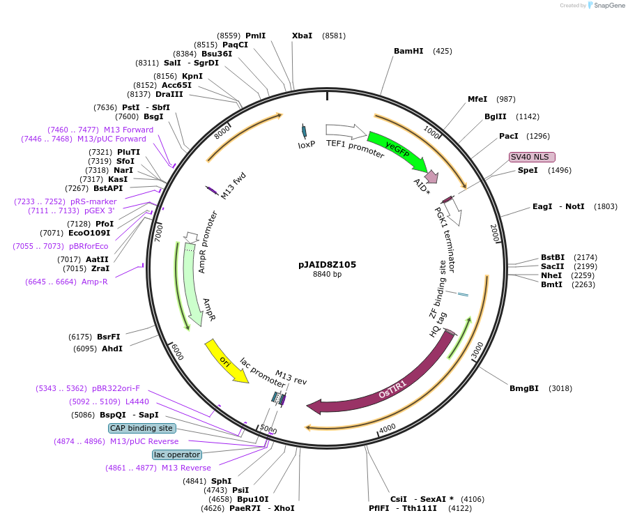 165057-plasmid-map-sequence-id-327156