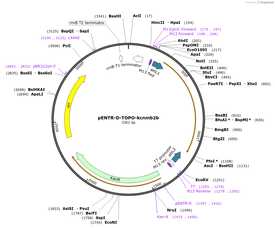 164954-plasmid-map-sequence-id-327164