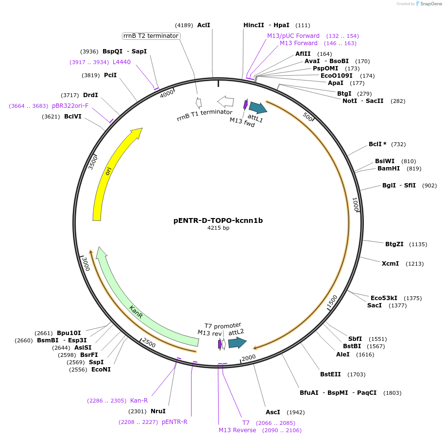 164957-plasmid-map-sequence-id-327167