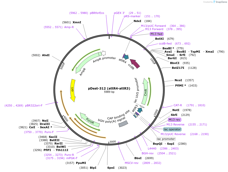 161897-plasmid-map-sequence-id-327170