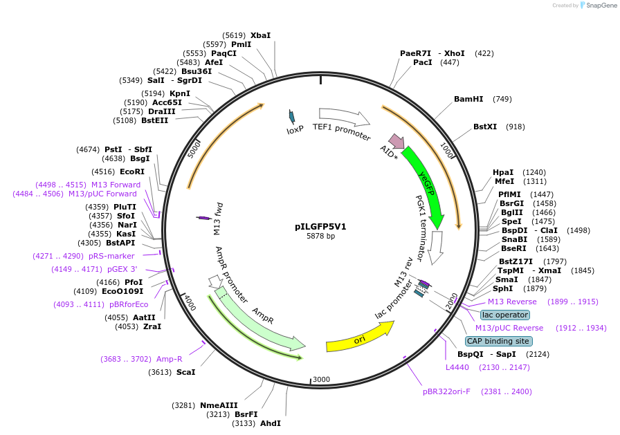 165058-plasmid-map-sequence-id-327173