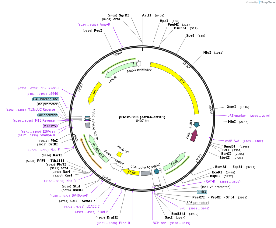 161898-plasmid-map-sequence-id-327176