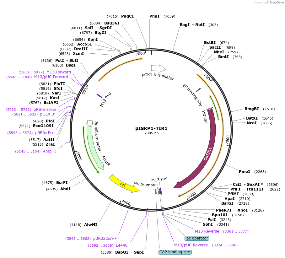 165061-plasmid-map-sequence-id-327177