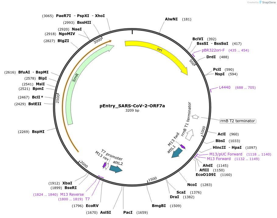 168882-plasmid-map-sequence-id-327327