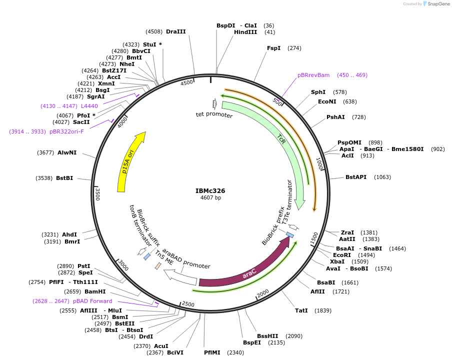 161949-plasmid-map-sequence-id-327545