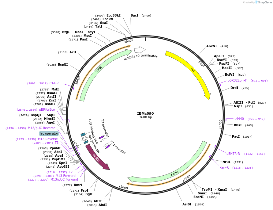 161937-plasmid-map-sequence-id-327546