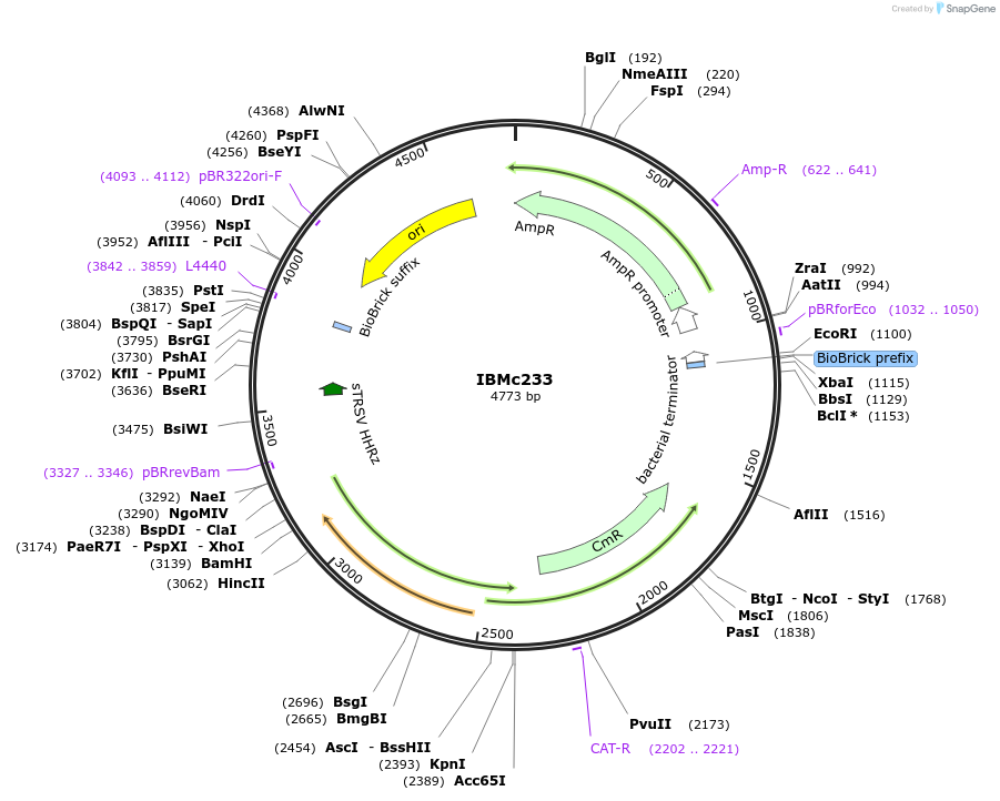 161939-plasmid-map-sequence-id-327549