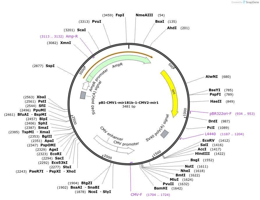 164670-plasmid-map-sequence-id-327554