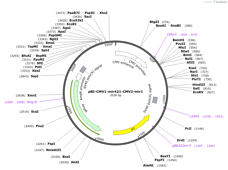 164673-plasmid-map-sequence-id-327557