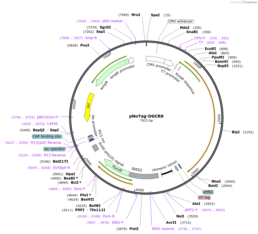164694-plasmid-map-sequence-id-327565