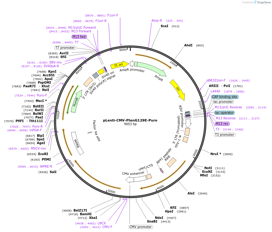 135678-plasmid-map-sequence-id-327597