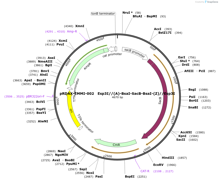 130177-plasmid-map-sequence-id-327630