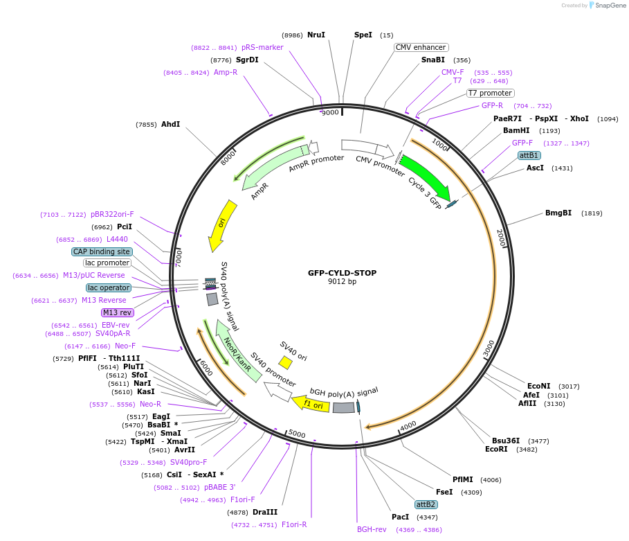 60077-plasmid-map-sequence-id-327634