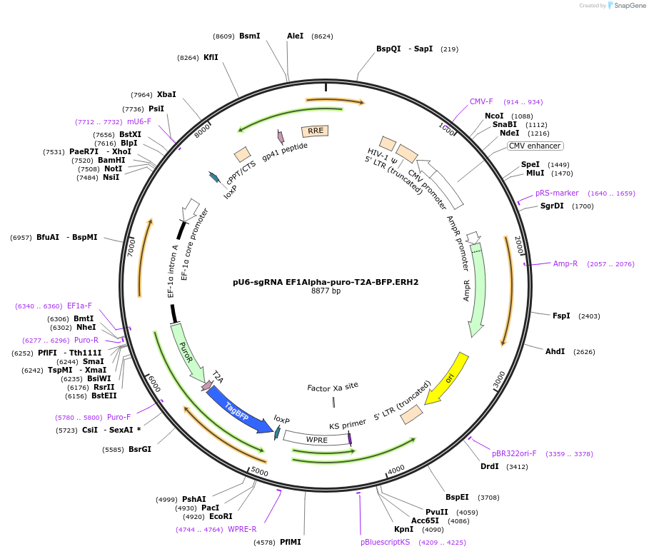 164801-plasmid-map-sequence-id-327636