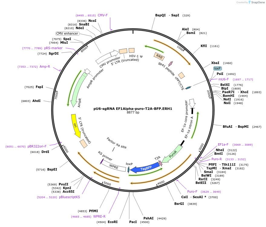 164800-plasmid-map-sequence-id-327638