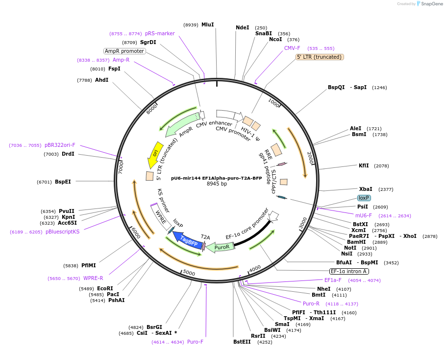 164791-plasmid-map-sequence-id-327640