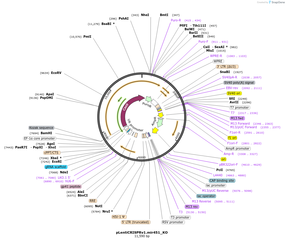 164689-plasmid-map-sequence-id-327641