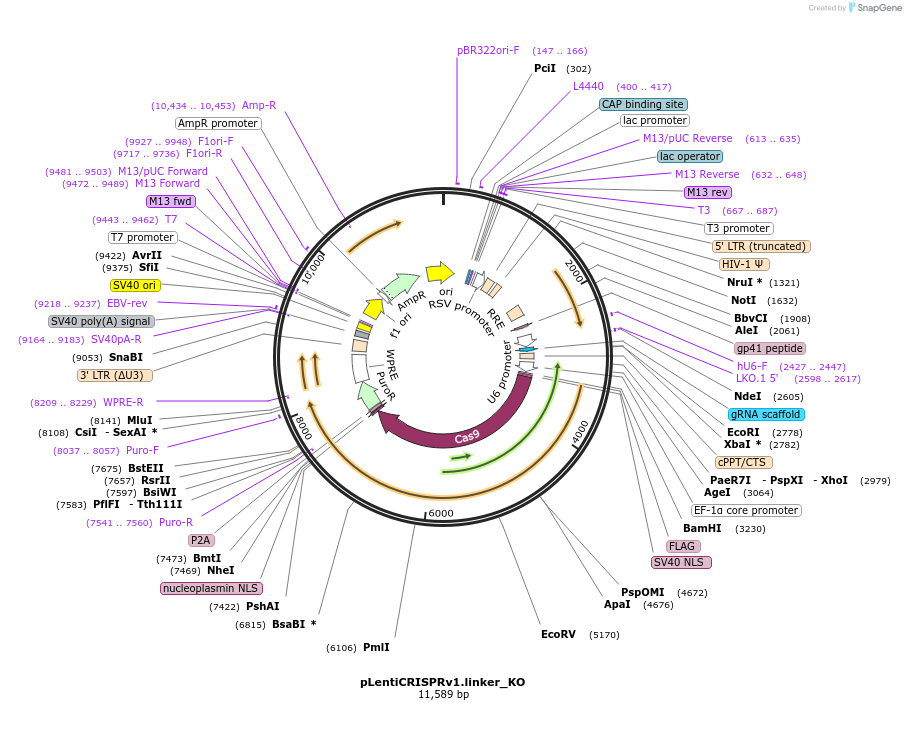 164688-plasmid-map-sequence-id-327642