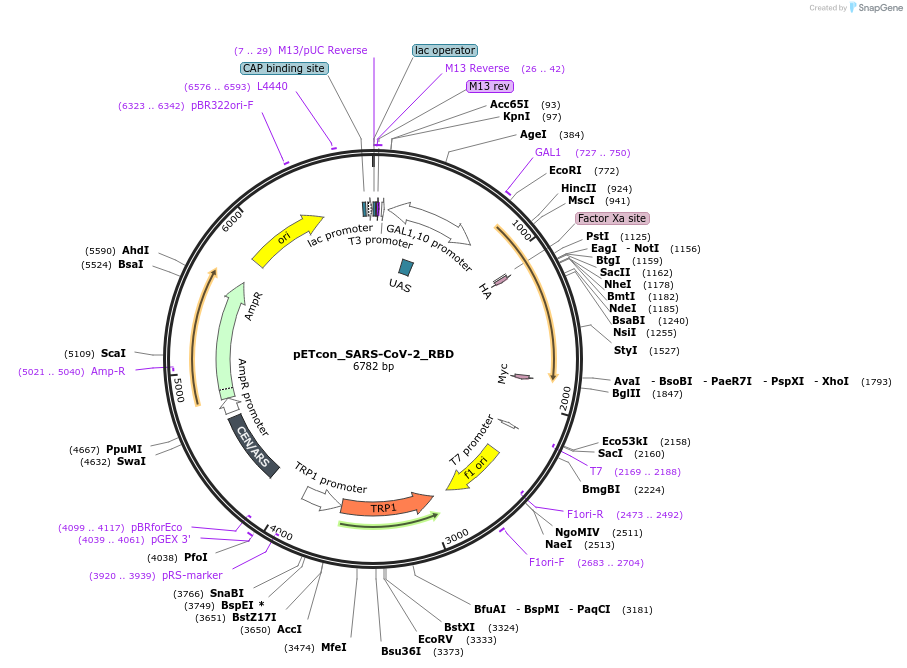 166782-plasmid-map-sequence-id-327645