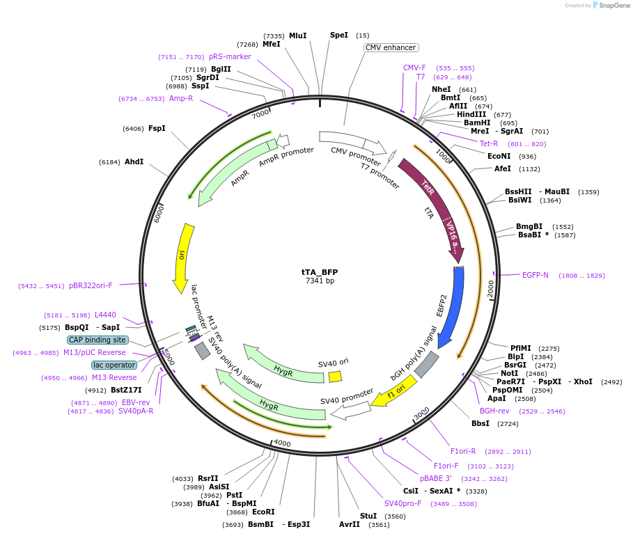58854-plasmid-map-sequence-id-327655