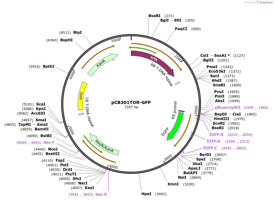 164799-plasmid-map-sequence-id-327658