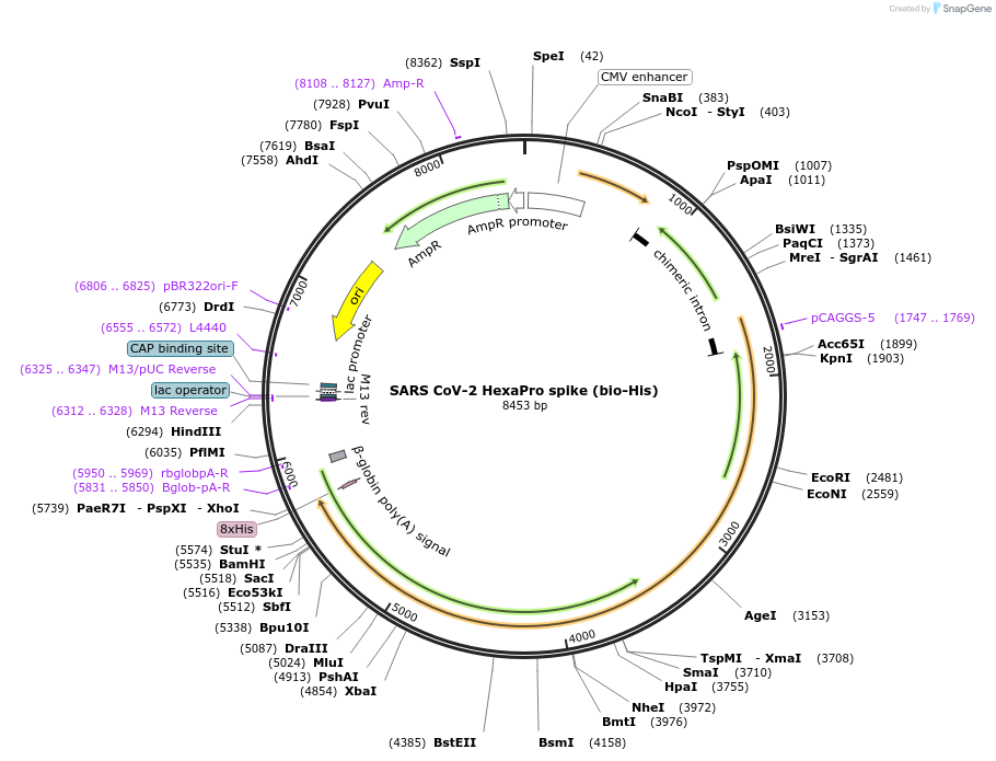 166856-plasmid-map-sequence-id-327668