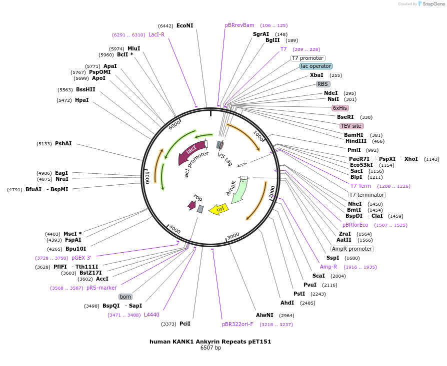 164053-plasmid-map-sequence-id-327672