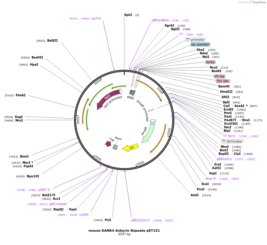 164057-plasmid-map-sequence-id-327675